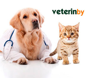 Vet Clinic in Montgomery County