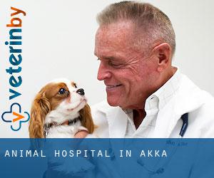 Animal Hospital in Akka