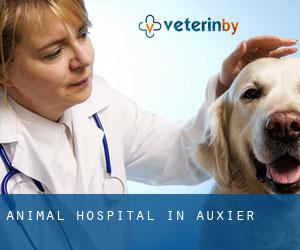 Animal Hospital in Auxier