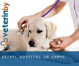Animal Hospital in Campo