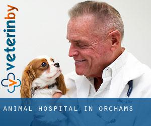 Animal Hospital in Orchams
