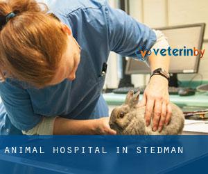 Animal Hospital in Stedman