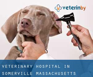 Veterinary Hospital in Somerville (Massachusetts)
