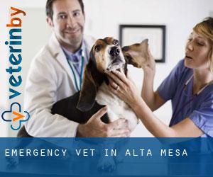 Emergency Vet in Alta Mesa
