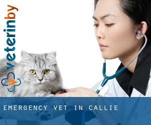 Emergency Vet in Callie
