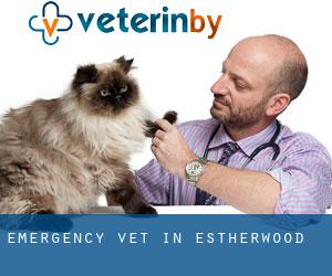 Emergency Vet in Estherwood