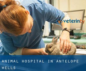 Animal Hospital in Antelope Wells