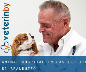 Animal Hospital in Castelletto di Branduzzo