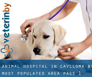 Animal Hospital in Caylloma by most populated area - page 1