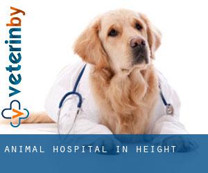 Animal Hospital in Height