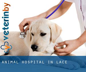 Animal Hospital in Lace Animal Hospital in Lace