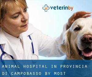 Animal Hospital in Provincia di Campobasso by most populated area - page 1