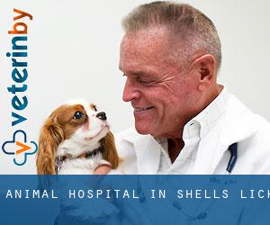 Animal Hospital in Shells Lick