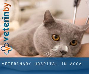 Veterinary Hospital in Acca