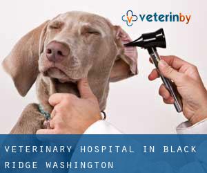 Veterinary Hospital in Black Ridge (Washington)