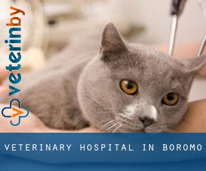Veterinary Hospital in Boromo