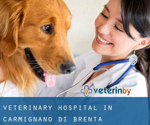 Veterinary Hospital in Carmignano di Brenta