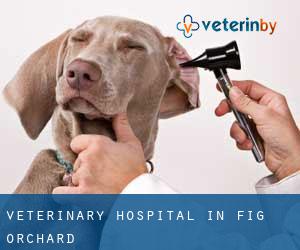 Veterinary Hospital in Fig Orchard