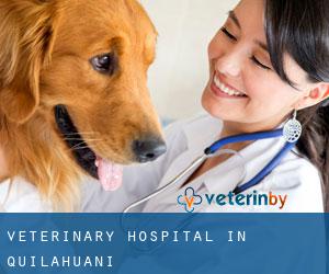 Veterinary Hospital in Quilahuani