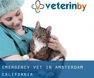 Emergency Vet in Amsterdam (California)