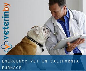 Emergency Vet in California Furnace