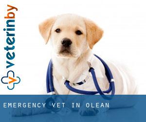 Emergency Vet in Olean Emergency Vet in Olean