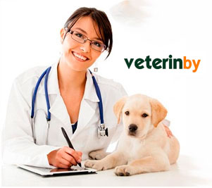 Vet in the United States